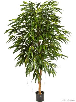 Ficus Longifolia - Vaxtinredarna.se