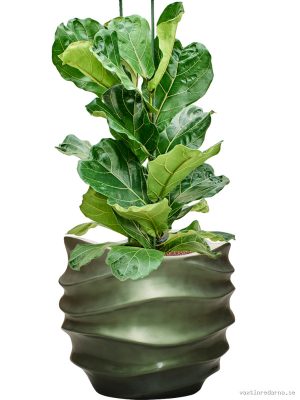 Ficus lyrata in Baq Gradient Lee - Vaxtinredarna.se