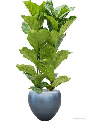 Ficus lyrata in Baq Metallic Silver leaf - Vaxtinredarna.se