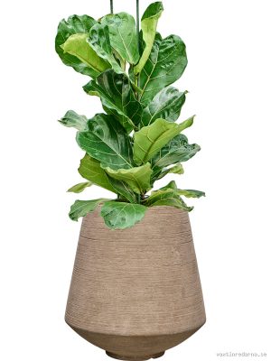 Ficus lyrata in Colorado