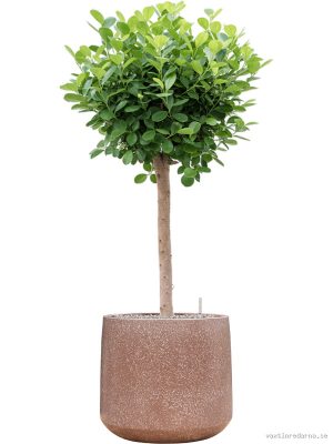 Ficus microcarpa 'Moclame' in Baq Terrazzo - Vaxtinredarna.se