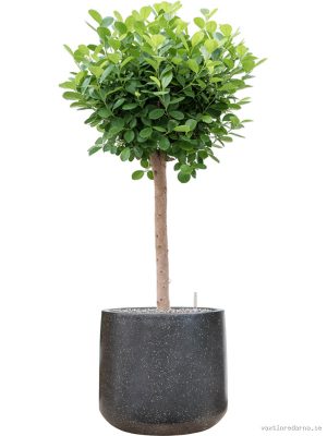 Ficus microcarpa 'Moclame' in Baq Terrazzo - Vaxtinredarna.se