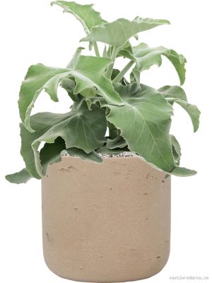 Kalanchoe beharensis in Rough - Vaxtinredarna.se