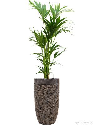 Kentia (Howea) forsteriana in Baq Luxe Lite Universe Layer - Vaxtinredarna.se