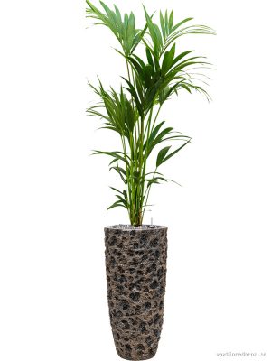 Kentia (Howea) forsteriana in Baq Luxe Lite Universe Moon - Vaxtinredarna.se