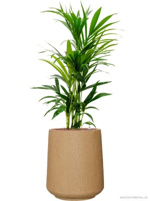 Kentia (Howea) forsteriana in Baq Raindrop - Vaxtinredarna.se
