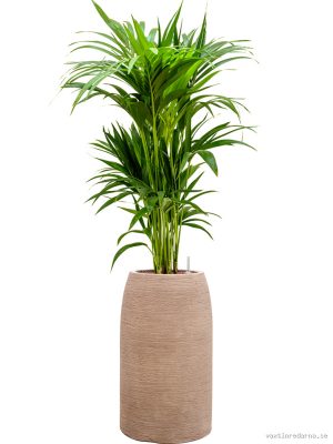 Kentia (Howea) forsteriana in Colorado