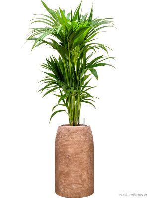 Kentia (Howea) forsteriana in Colorado