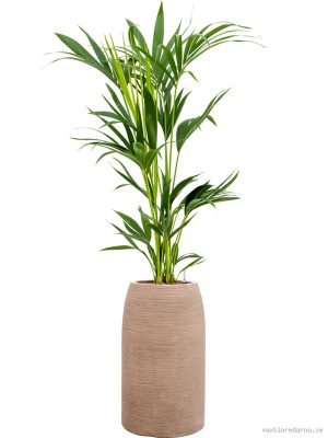 Kentia (Howea) forsteriana in Colorado