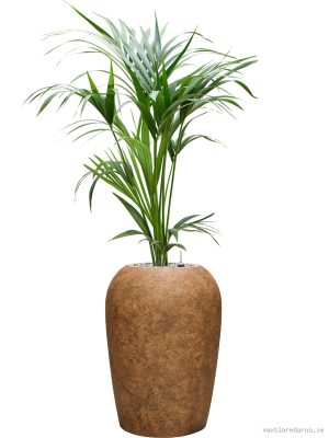 Kentia (Howea) forsteriana in Mineral - Vaxtinredarna.se