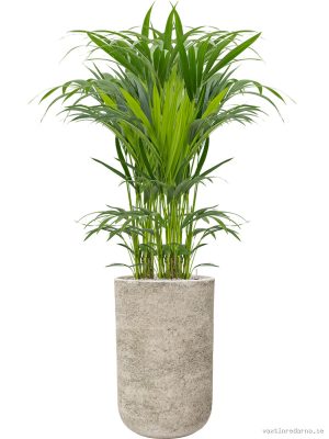 Kentia (Howea) forsteriana in Mont Blanc