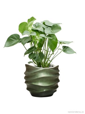 Monstera deliciosa in Baq Gradient Lee - Vaxtinredarna.se