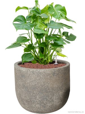 Monstera deliciosa in Cement & Stone - Vaxtinredarna.se