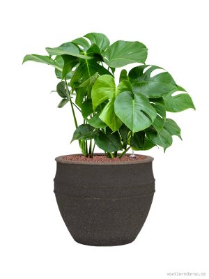 Monstera deliciosa in Mediterranean - Vaxtinredarna.se