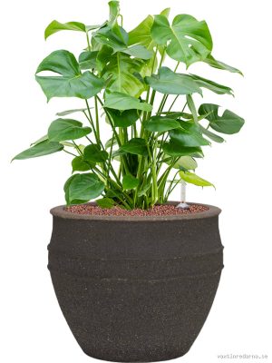Monstera deliciosa in Mediterranean - Vaxtinredarna.se