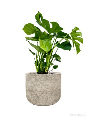 Monstera deliciosa in Mont Blanc