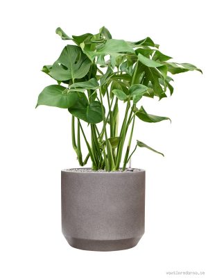 Monstera deliciosa in Rotunda Urban - Vaxtinredarna.se