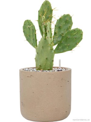 Opuntia vulgaris in Rough - Vaxtinredarna.se