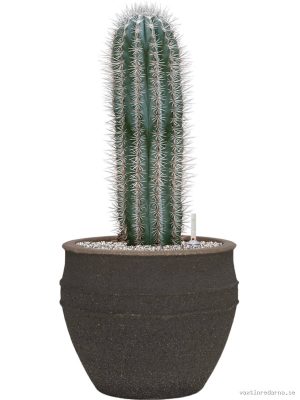 Pachycereus pringlei in Mediterranean - Vaxtinredarna.se