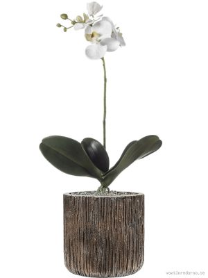 Phalaenopsis in Baq Luxe Lite Universe Waterfall - Vaxtinredarna.se