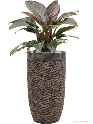 Philodendron `Imperial Red' in Baq Luxe Lite Universe Layer - Vaxtinredarna.se