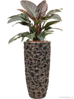 Philodendron `Imperial Red' in Baq Luxe Lite Universe Moon - Vaxtinredarna.se