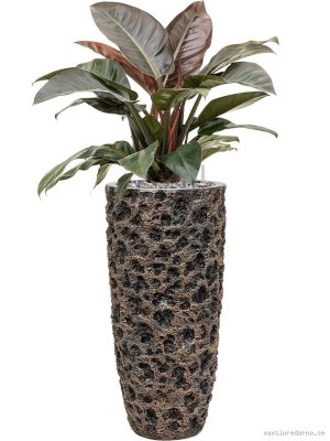 Philodendron `Imperial Red' in Baq Luxe Lite Universe Moon - Vaxtinredarna.se