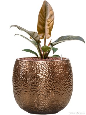 Philodendron 'Imperial Red' in Marly - Vaxtinredarna.se