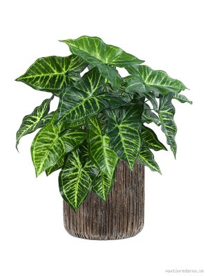 Philodendron in Baq Luxe Lite Universe Waterfall - Vaxtinredarna.se