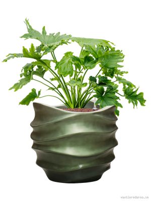 Philodendron selloum in Baq Gradient Lee - Vaxtinredarna.se