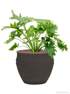 Philodendron selloum in Mediterranean - Vaxtinredarna.se
