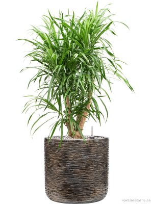 Pleomele 'Anita' in Baq Luxe Lite Universe Wrinkle - Vaxtinredarna.se