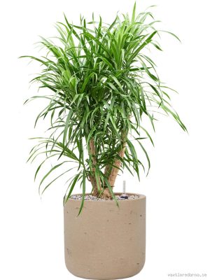Pleomele (Dracaena) 'Anita Variegata' in Rough - Vaxtinredarna.se