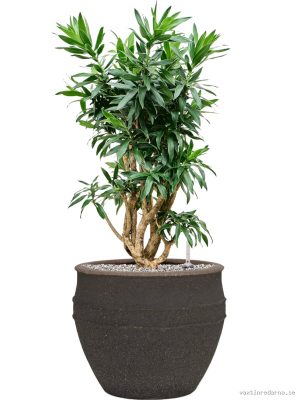 Pleomele (Dracaena) reflexa in Mediterranean - Vaxtinredarna.se