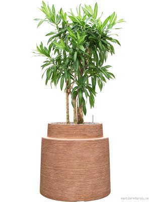Pleomele (Dracaena) reflexa 'Song of Jamaica' in Colorado - Vaxtinredarna.se