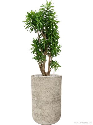 Pleomele (Dracaena) reflexa 'Song of Jamaica' in Mont Blanc - Vaxtinredarna.se