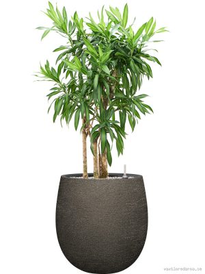 Pleomele (Dracaena) reflexa 'Song of Jamaica' in Terreno - Vaxtinredarna.se