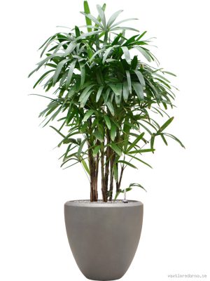 Rhapis excelsa in Baq Nucast - Vaxtinredarna.se