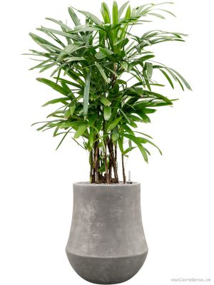 Rhapis excelsa in Baq Polystone Coated Plain - Vaxtinredarna.se