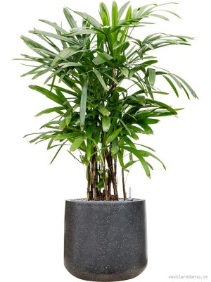Rhapis excelsa in Baq Terrazzo - Vaxtinredarna.se