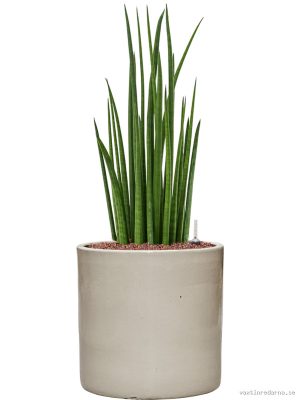 Sansevieria cylindrica 'Spikes' in Cylinder - Vaxtinredarna.se