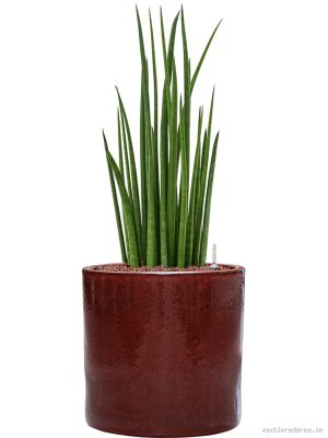 Sansevieria cylindrica 'Spikes' in Cylinder - Vaxtinredarna.se
