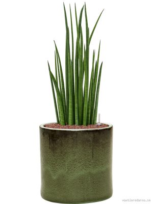Sansevieria cylindrica 'Spikes' in Cylinder - Vaxtinredarna.se