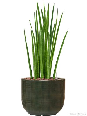 Sansevieria cylindrica 'Spikes' in Plain Striped - Vaxtinredarna.se