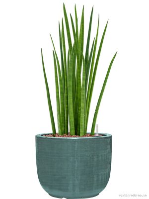 Sansevieria cylindrica 'Spikes' in Plain Striped - Vaxtinredarna.se