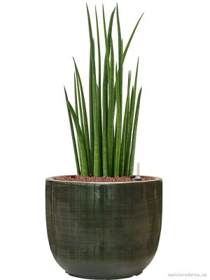 Sansevieria cylindrica 'Spikes' in Plain Striped - Vaxtinredarna.se