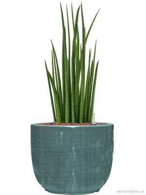 Sansevieria cylindrica 'Spikes' in Plain Striped - Vaxtinredarna.se