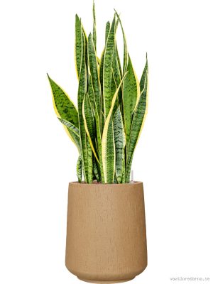 Sansevieria trifasciata 'Laurentii' in Baq Raindrop - Vaxtinredarna.se