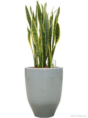 Sansevieria trifasciata 'Laurentii' in One and Only - Vaxtinredarna.se