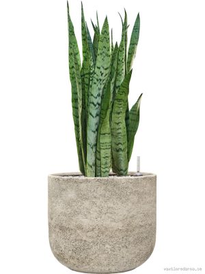 Sansevieria trifasciata 'Silver Mist' in Mont Blanc - Vaxtinredarna.se